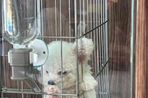 如何养好贵宾犬？（六个关键步骤助你成为贵宾犬专家）