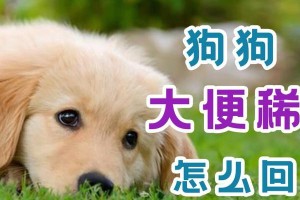 狗狗便秘怎么办？教你如何帮助狗狗顺利排便（了解狗狗便秘的原因及解决方法，让你的宠物健康快乐）