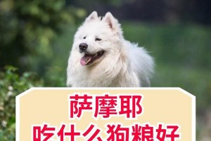小萨摩耶的水果日常（萨摩耶犬每天需要的水果和其益处）