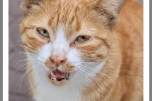 为什么猫咪一直舔自己身上？（探究猫咪舔毛的原因和益处）
