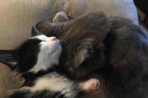 老猫为什么会吃小猫？（探究老猫吃小猫的原因与行为）