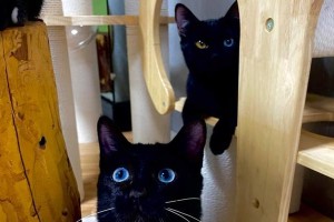 养黑猫的讲究（猫咪守护者的幸运之选）