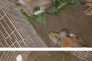 兔子养殖场的饲料选择（优质饲料提高兔子养殖效益）
