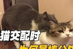 母猫不肯交配，如何解决？（探索母猫不愿意交配的原因和解决办法）