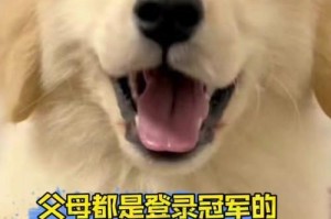 什么是赛级犬？成为“赛级犬”的必备条件是什么？（了解赛级犬的特点和要求，打造优秀的比赛犬）