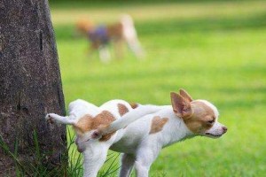 宠物养成有道娇惯犬友莫为害（不要以爱之名伤害狗狗教育养成根本在于坚持）