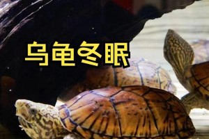 乌龟的冬眠习性及时间安排（了解乌龟冬眠的关键点和生活习性，帮助它度过严寒）