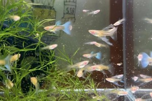 孔雀鱼繁殖的关键要点（以孔雀鱼产仔为主题的繁殖注意事项和技巧）