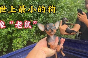 7斤狗狗5斤狗粮能吃多久？（计算狗粮消耗量的方法，掌握宠物健康生活的重要性）