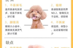 泰迪长门牙的生长周期及护理方法（泰迪门牙的生长过程与日常护理技巧）