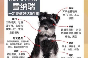 如何挑选纯种雪纳瑞——掉毛少、机警聪明的优秀特点（选择纯种雪纳瑞的关键指南）