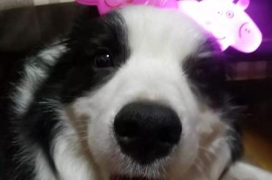 狗狗为什么会挠墙？（探究狗狗挠墙行为的原因与解决方法）