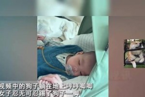 如何停止狗狗的呻吟？（有效方法帮助你的狗狗停止不断呻吟）