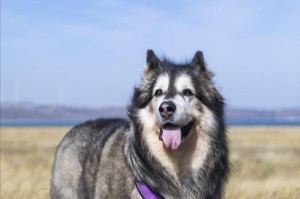 饲养阿拉斯加雪橇犬，乐趣与挑战并存（宠物生活的最佳选择）