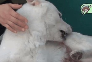 为什么狗总想咬我？（解析狗咬人行为的原因及解决方法）