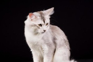 如何正确喂养柯尼斯卷毛猫（健康的饮食、规律的喂养、呵护宠物健康）