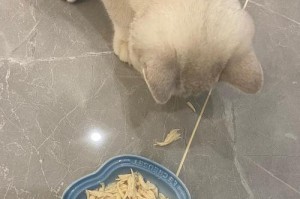 宠物猫不会埋屎怎么办？（解决猫咪不埋屎的10个方法！）