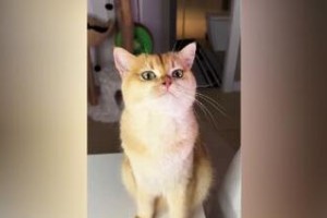小猫翱翔天际的秘密（以小猫做飞机的奇幻之旅）