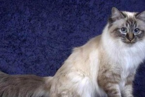 探寻世界上最大的猫品种（从体型到性格，这些品种让你惊叹不已）