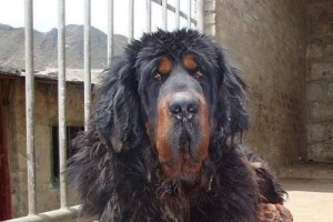 以藏獒的繁殖方式剖析（探秘以藏獒由什么生，了解繁殖特点与方法）