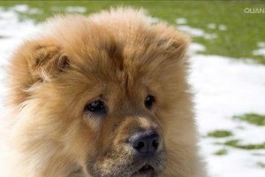 松狮犬（了解松狮犬的特点及养护，享受与它们相伴的美好时光）