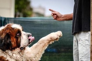 狗狗教育中常见的两种错误方式（以惩罚为主的教育方法、对狗狗健康的负面影响）