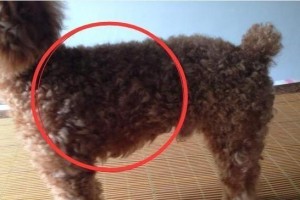 探讨泰迪犬的纯种性质及判断方法（解析泰迪犬的品种纯度，从5个方面进行判断）