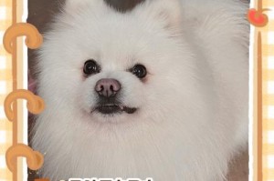 狗狗四肢无力的原因与处理方法（探讨狗狗四肢无力的病因及治疗方式）