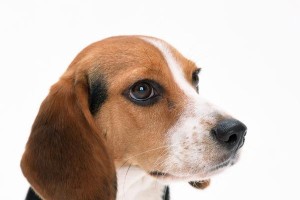 猎兔犬的饲养与饮食要点（为你的猎兔犬提供健康均衡的饮食）