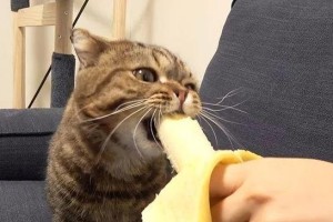 猫咪吃什么下火？（了解适合猫咪下火的食物及饮食习惯）