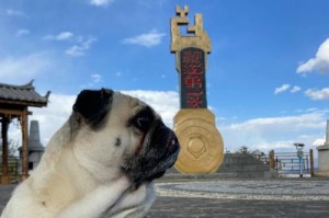 八哥犬的怀孕周期及注意事项（揭秘八哥犬的孕育奥秘，让你成为合格的犬主人）