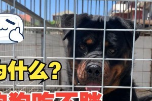 家狗不吃食的原因及应对方法（揭秘家狗不吃食的常见病症与解决之道）