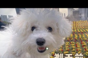 比熊剃胎毛多久长（探究比熊剃胎毛后毛发再生周期及影响因素）