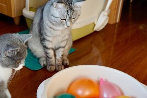 强灌猫咪的好处——关爱宠物健康（为了猫咪的幸福，强灌是必要的吗？）