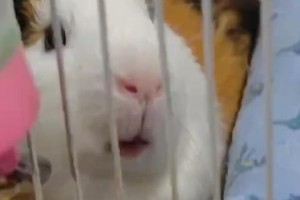 荷兰猪的饮水需求及不喝水的时间限制（探索荷兰猪对水的需求以及可能存在的不喝水时间限制）