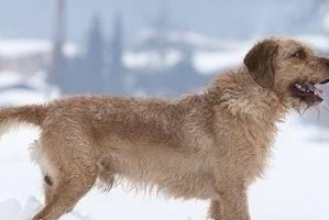 布鲁塞尔粗毛猎犬的饲养方法（了解这些，让你的布鲁塞尔粗毛猎犬更健康）