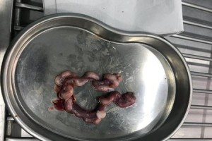 猫子宫脱落的原因及处理方法（了解猫子宫脱落、预防措施及治疗方法）