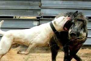 比特犬驱虫药的选择和注意事项（了解比特犬驱虫药的种类与使用方法）