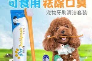 以泰迪保护牙齿的重要性（如何正确保护泰迪的牙齿）