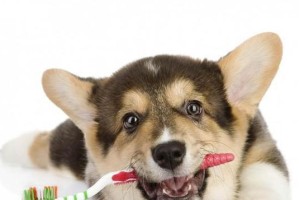 如何消除宠物犬的坏习惯（从饮食、训练到日常管理，让你的犬变得乖巧听话）