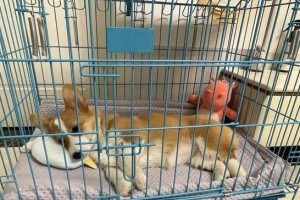 狗晚上老叫的原因及解决办法（揭秘为何狗晚上老是叫，让宠物和主人都能安心入睡）