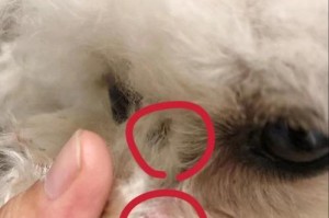 狗狗身上长肿瘤，如何选择适合的药物治疗？（了解狗狗肿瘤药物治疗的关键点及常见药物选择）