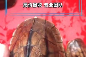 乌龟的价格与市场情况（探索乌龟市场中的不同价位和品种）