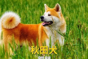 秋田犬的理想饮食（以秋田犬喂什么吃的好？为你的宠物提供适当的饮食是关键）