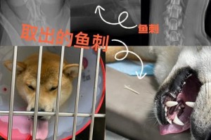 狗狗吃鱼刺后需要多久才能消化？（了解狗狗消化鱼刺的时间和注意事项）