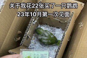 40天和尚鹦鹉的饮食需求与喂养方法（了解和掌握和尚鹦鹉食物搭配，打造健康饮食习惯）