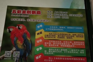 金刚鹦鹉的水源问题及适宜饮水方式（金刚鹦鹉喝什么水？如何为金刚鹦鹉提供适宜的饮水环境？）