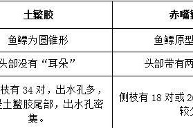 牛头鲷的饲养方法（掌握牛头鲷的养殖技巧，养出健康美丽的鱼儿）