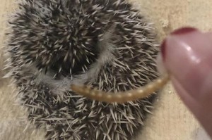 非洲迷你刺猬的饲养方法（营养、环境、健康全方位关注）