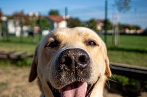 中大型短毛犬品种简介（探索中大型短毛犬的特点、需求和适合家庭）
